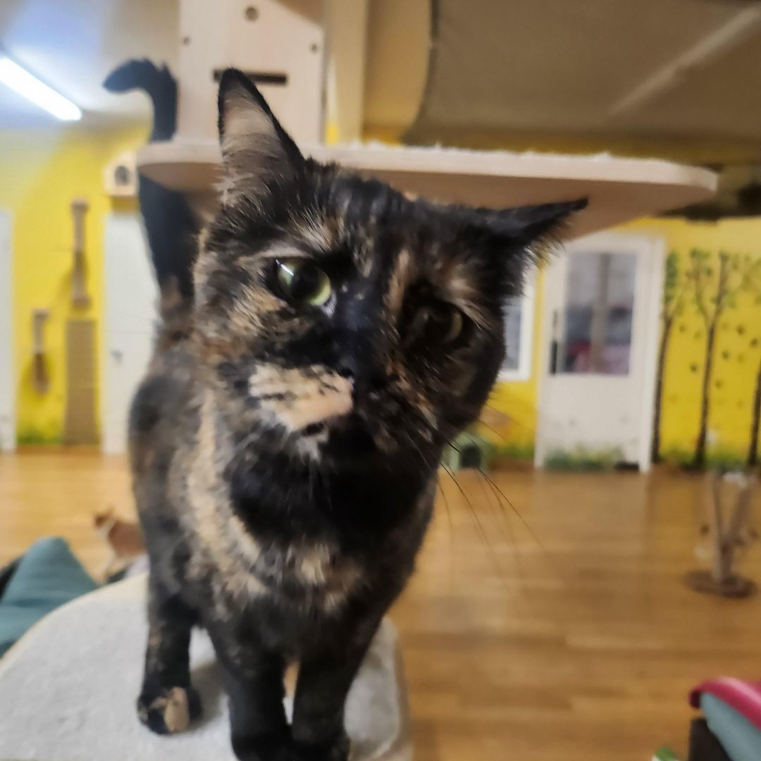 Enlarge Sideways, a Adoptable mixed breed in Whittier, CA image 6/6