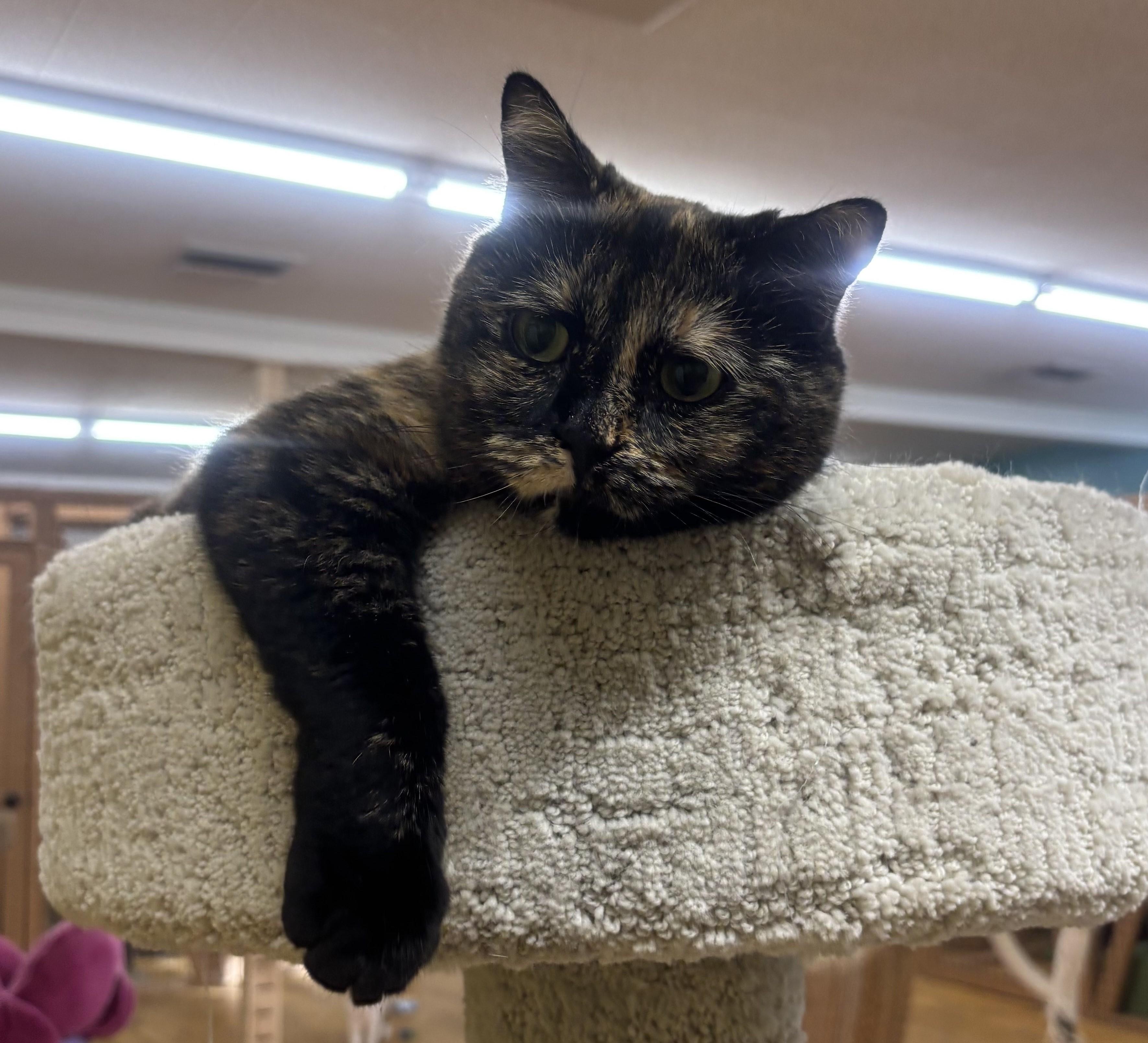 Enlarge Sideways, a Adoptable mixed breed in Whittier, CA image 1/6