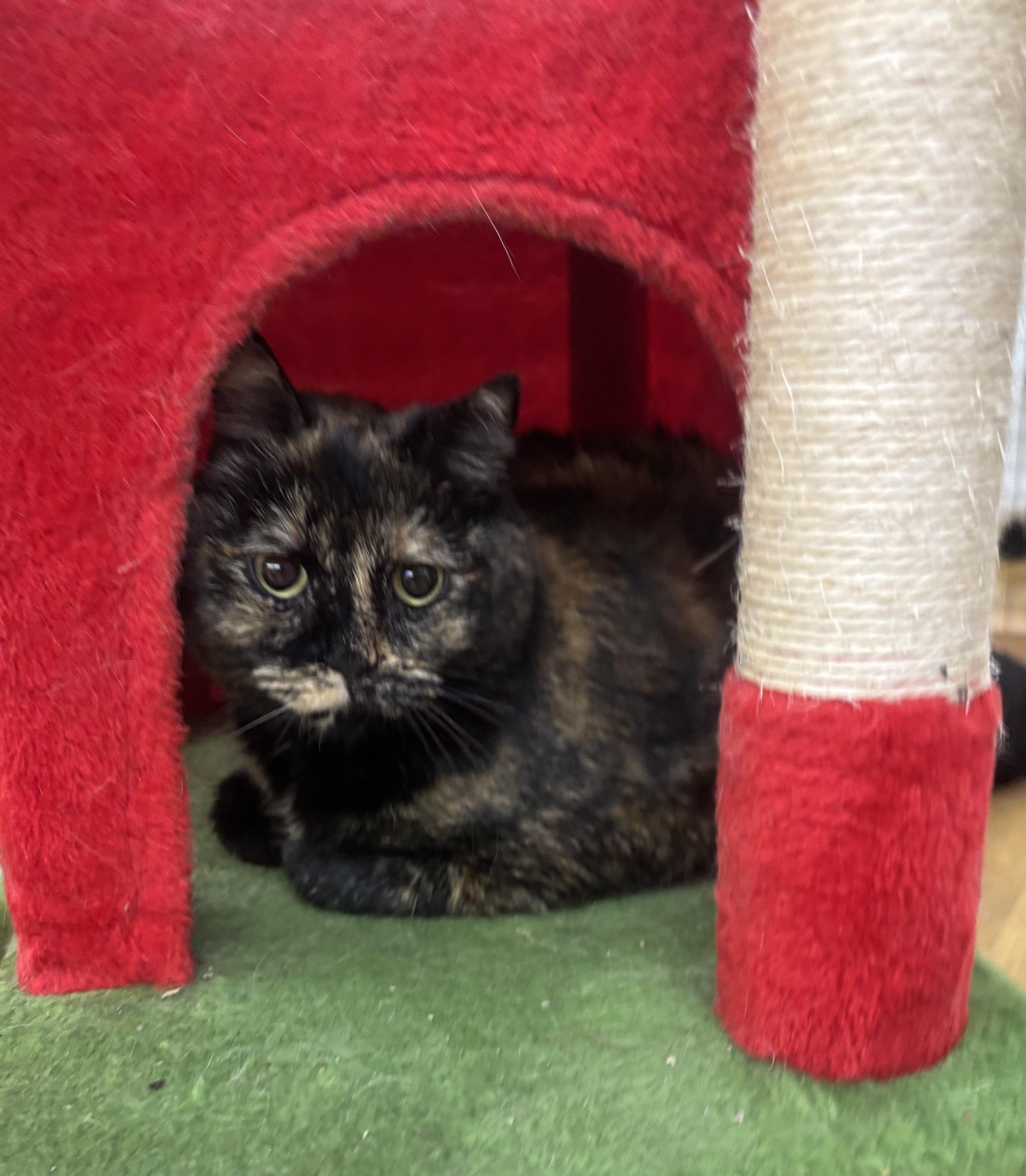 Enlarge Sideways, a Adoptable mixed breed in Whittier, CA image 2/6