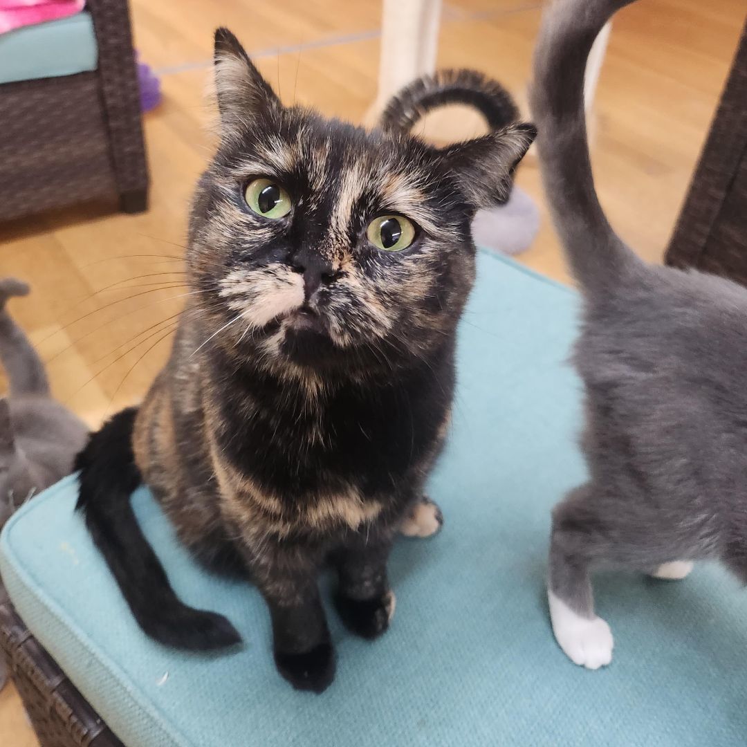 Enlarge Sideways, a Adoptable mixed breed in Whittier, CA image 5/6