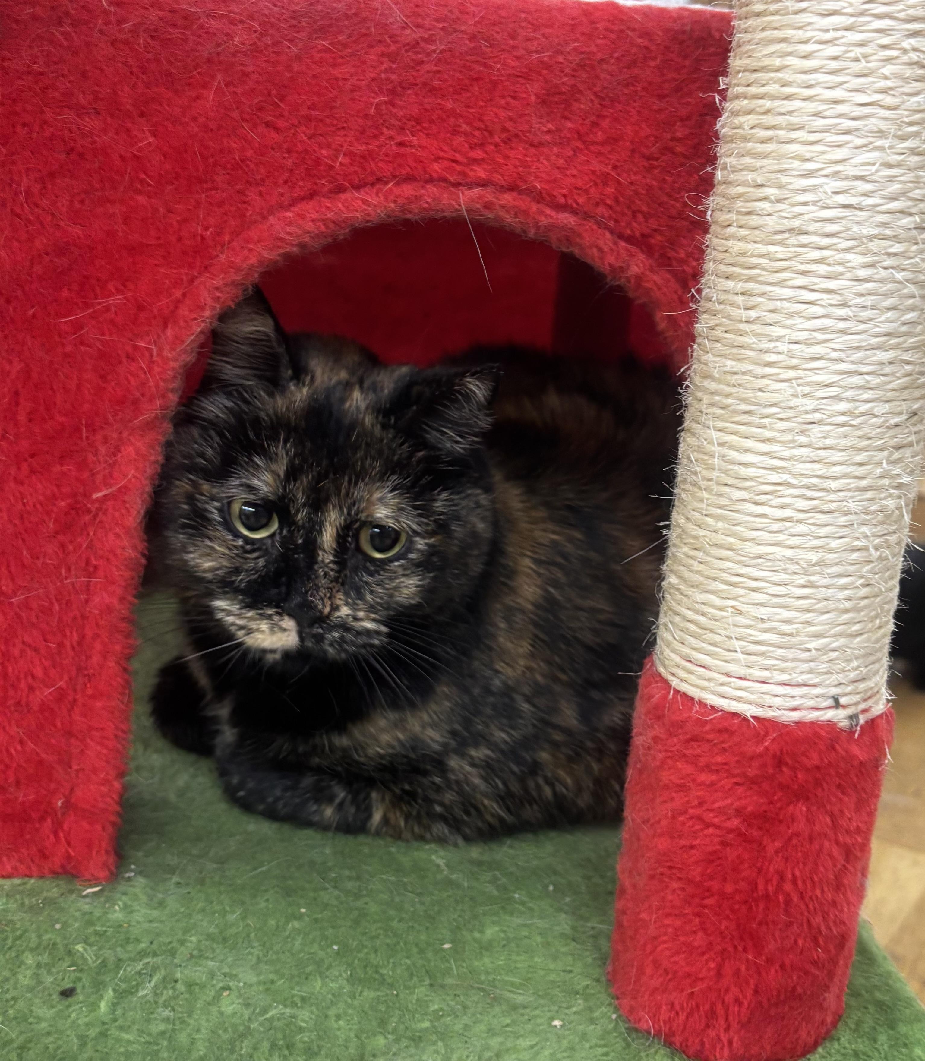 Enlarge Sideways, a Adoptable mixed breed in Whittier, CA image 3/6