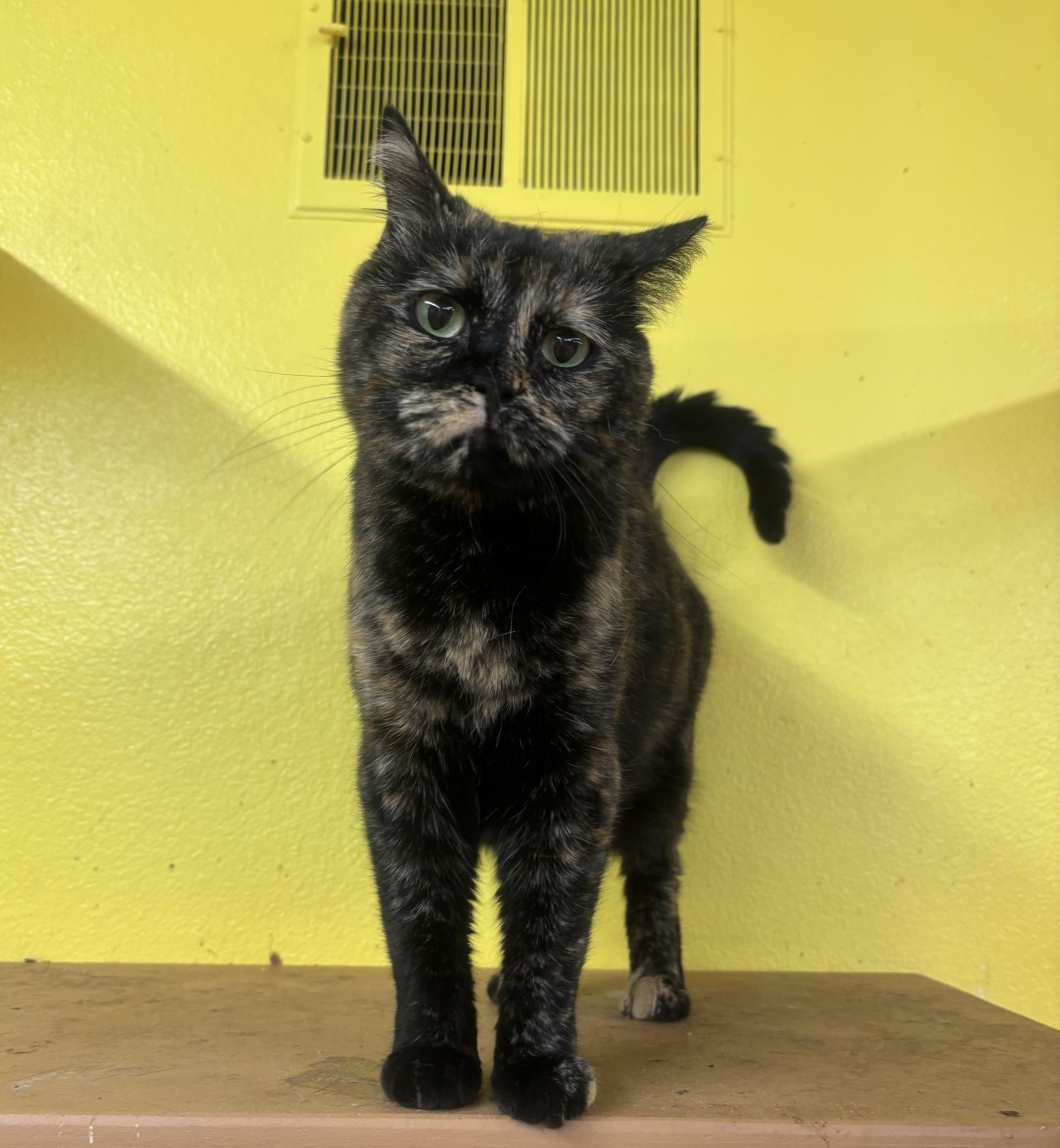 Enlarge Sideways, a Adoptable mixed breed in Whittier, CA image 4/6