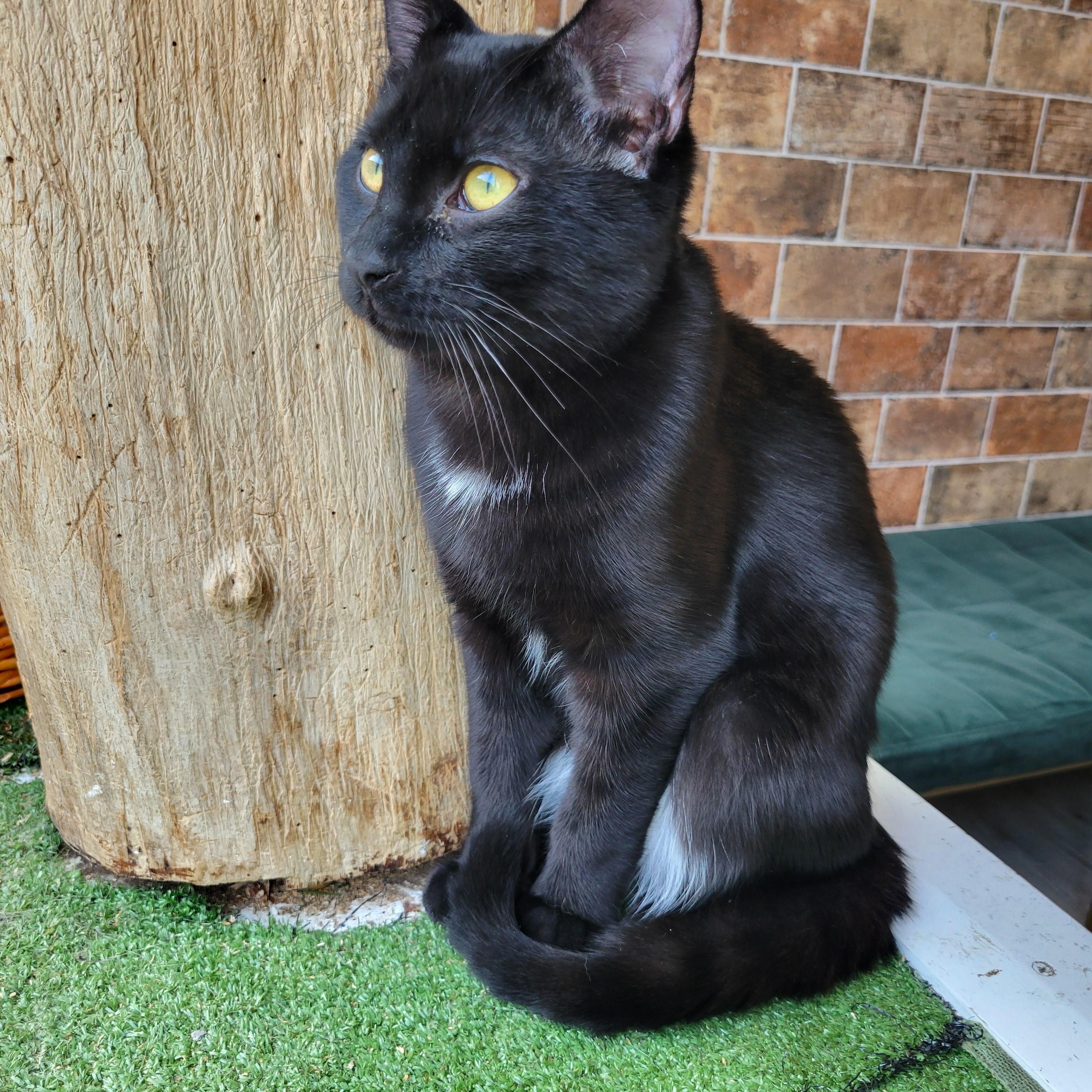 Enlarge Abo, an adopted Domestic Short Hair in Verdun, QC image 1/1