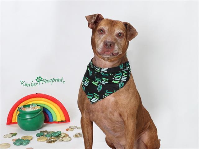 CHEVY, Adoptable, Adult Male Labrador Retriever & Mixed Breed.