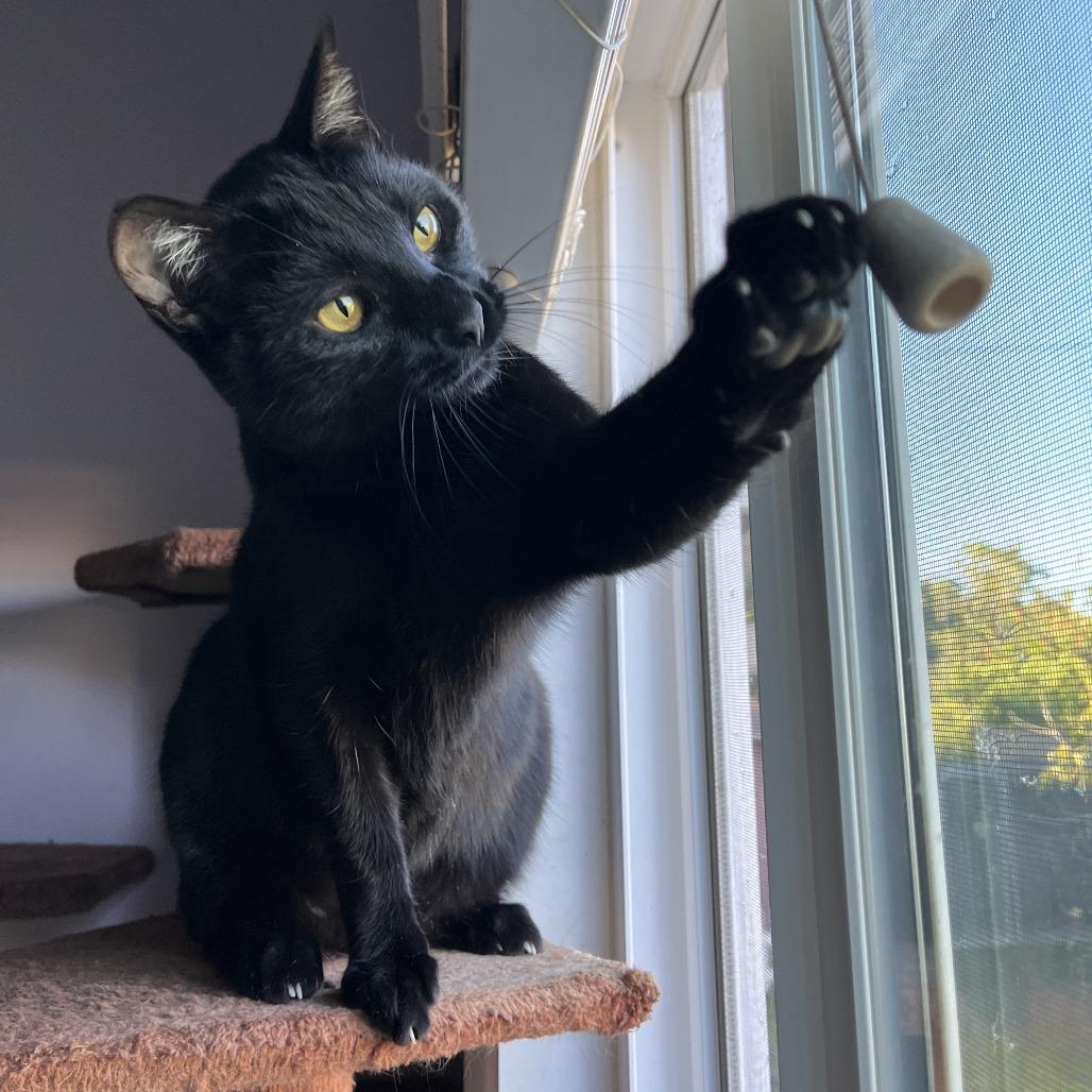 Ramen, Adoptable, Young Male Domestic Short Hair.