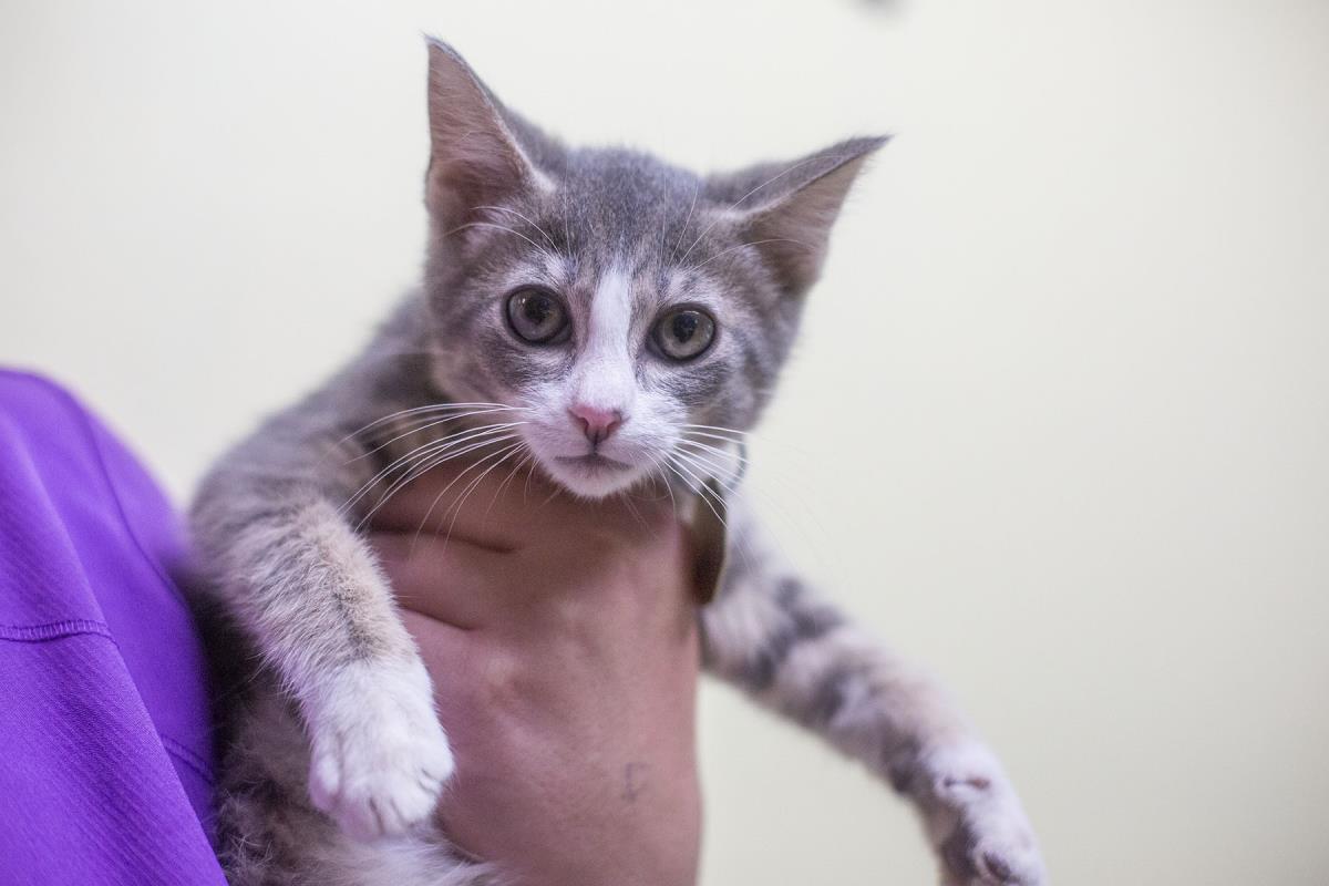 Herbal, Adoptable, Kitten Male Domestic Short Hair & Tabby.