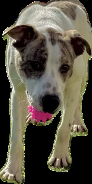 Enlarge Jack, a Adoptable mixed breed in Ulysses, KS image 1/2