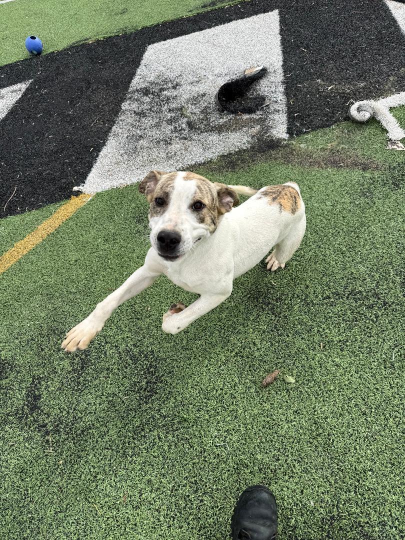 Jack, Adoptable, Young Male Labrador Retriever.