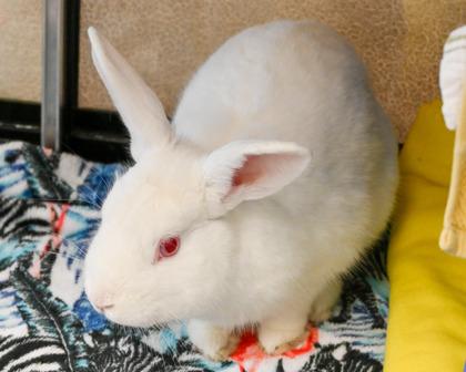 Enlarge Rodger Rabbit, a Adoptable mixed breed in West Seneca, NY image 1/2