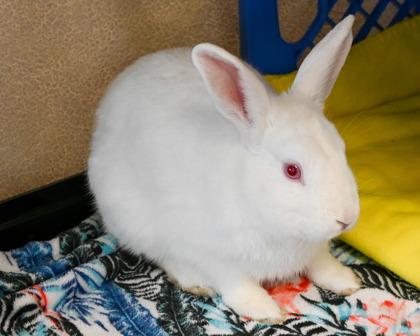 Enlarge Rodger Rabbit, a Adoptable mixed breed in West Seneca, NY image 2/2