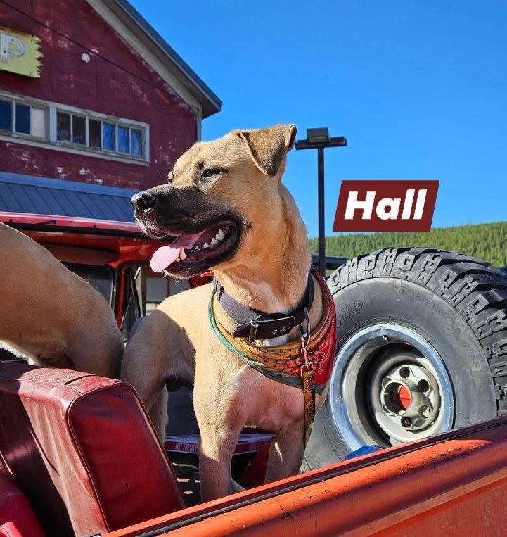 Hall, Adopted, Young Male Black Mouth Cur.