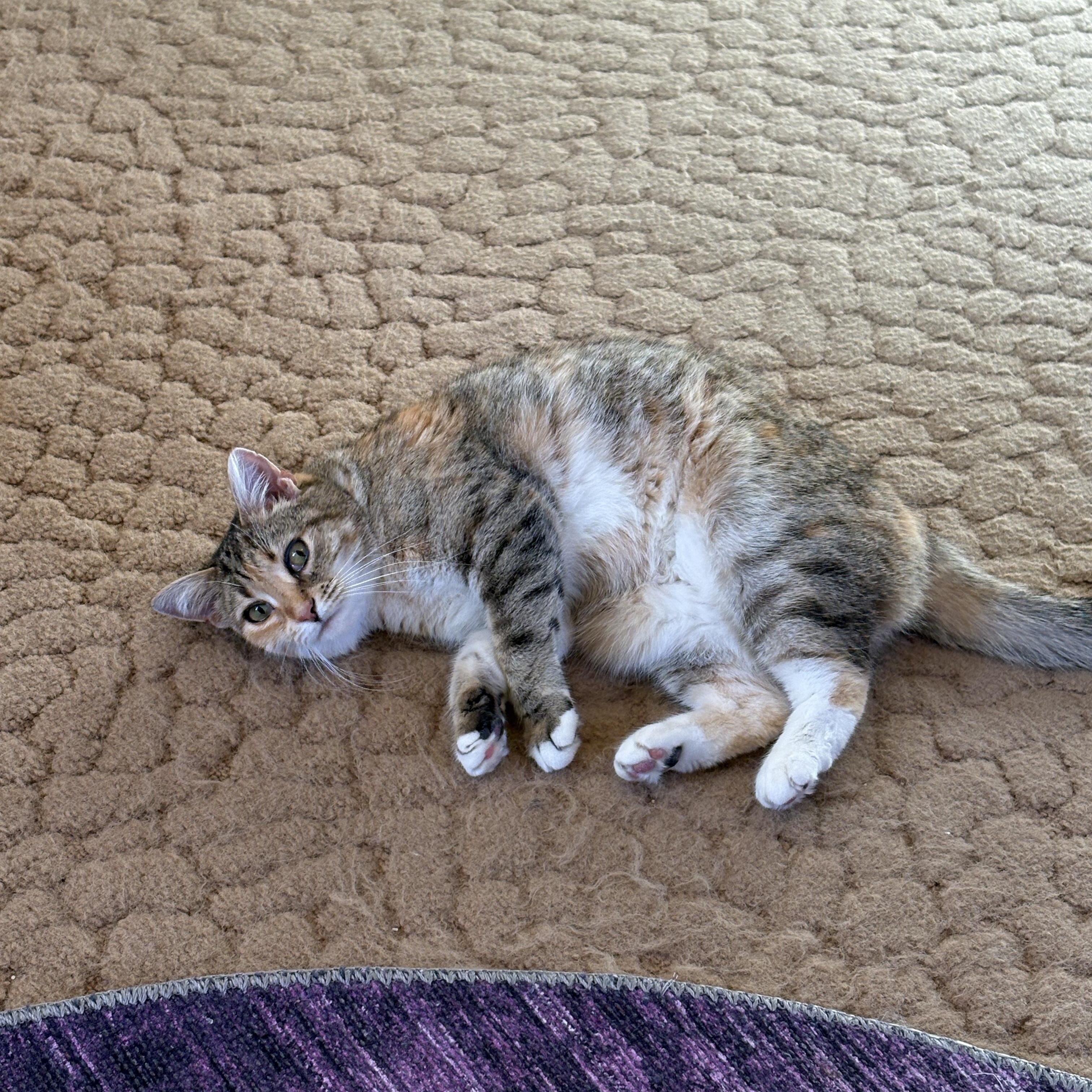 Priscilla, Adoptable, Adult Female Domestic Short Hair.