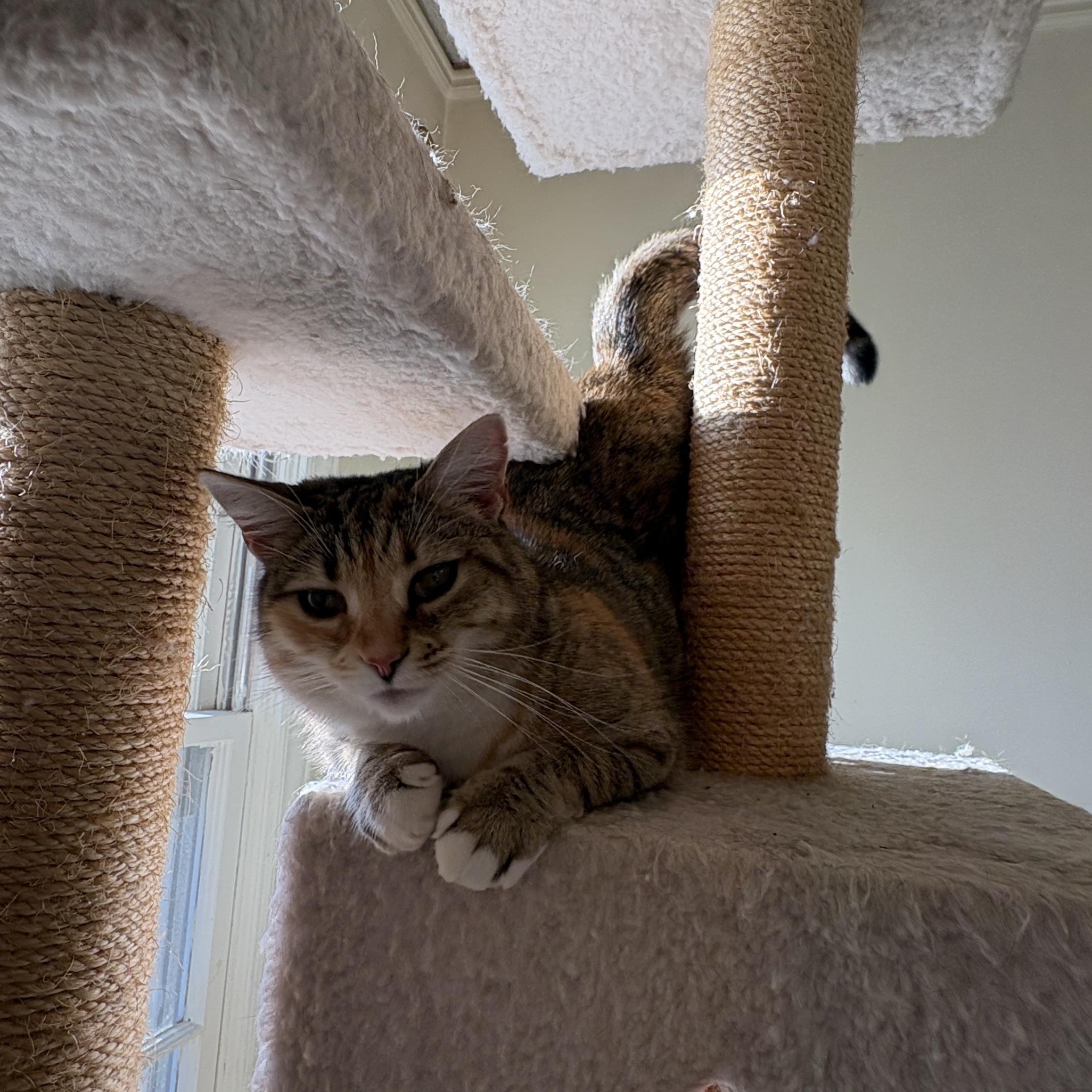 Enlarge Priscilla, a Adoptable Domestic Short Hair in New York City, NY image 4/5