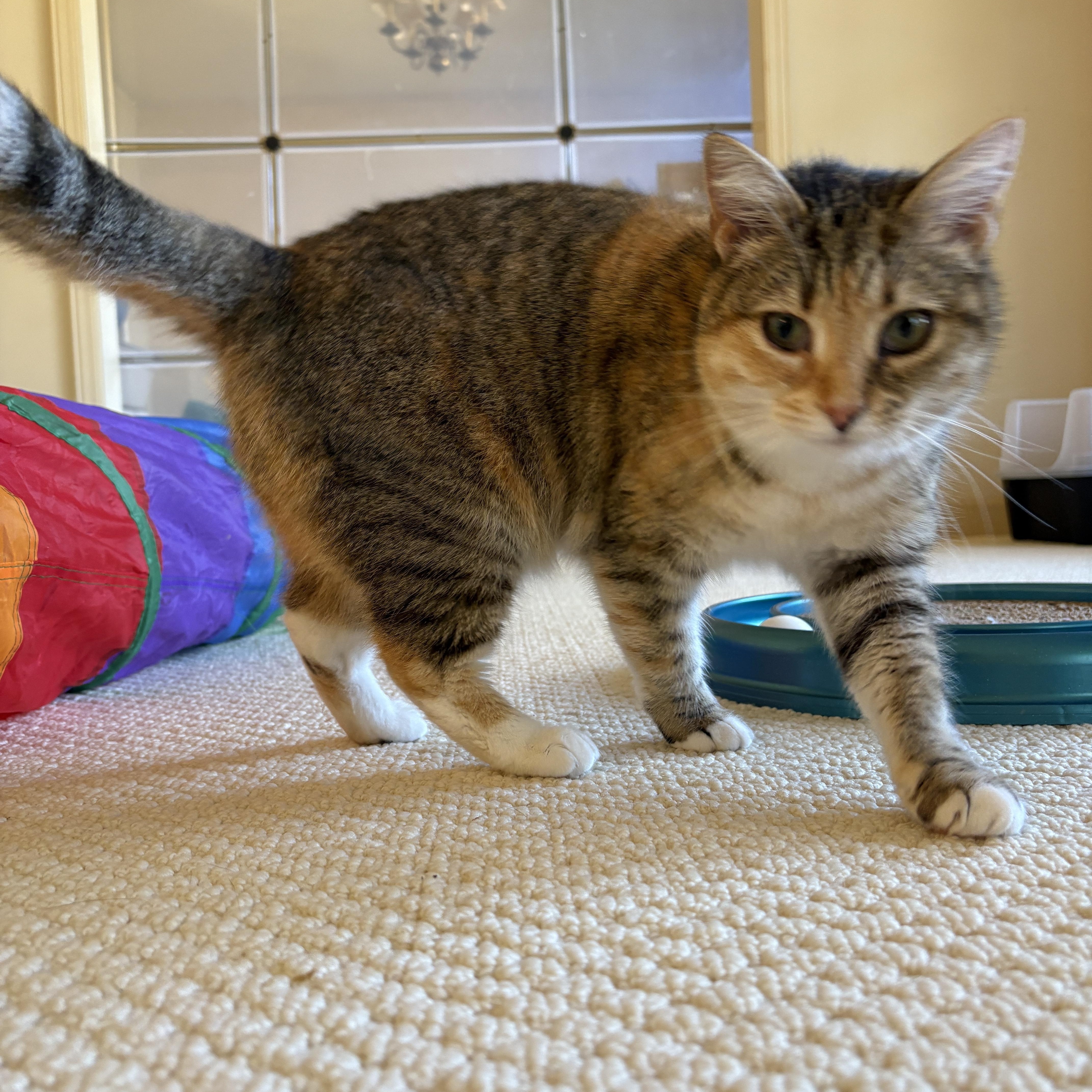 Enlarge Priscilla, a Adoptable Domestic Short Hair in New York City, NY image 3/5
