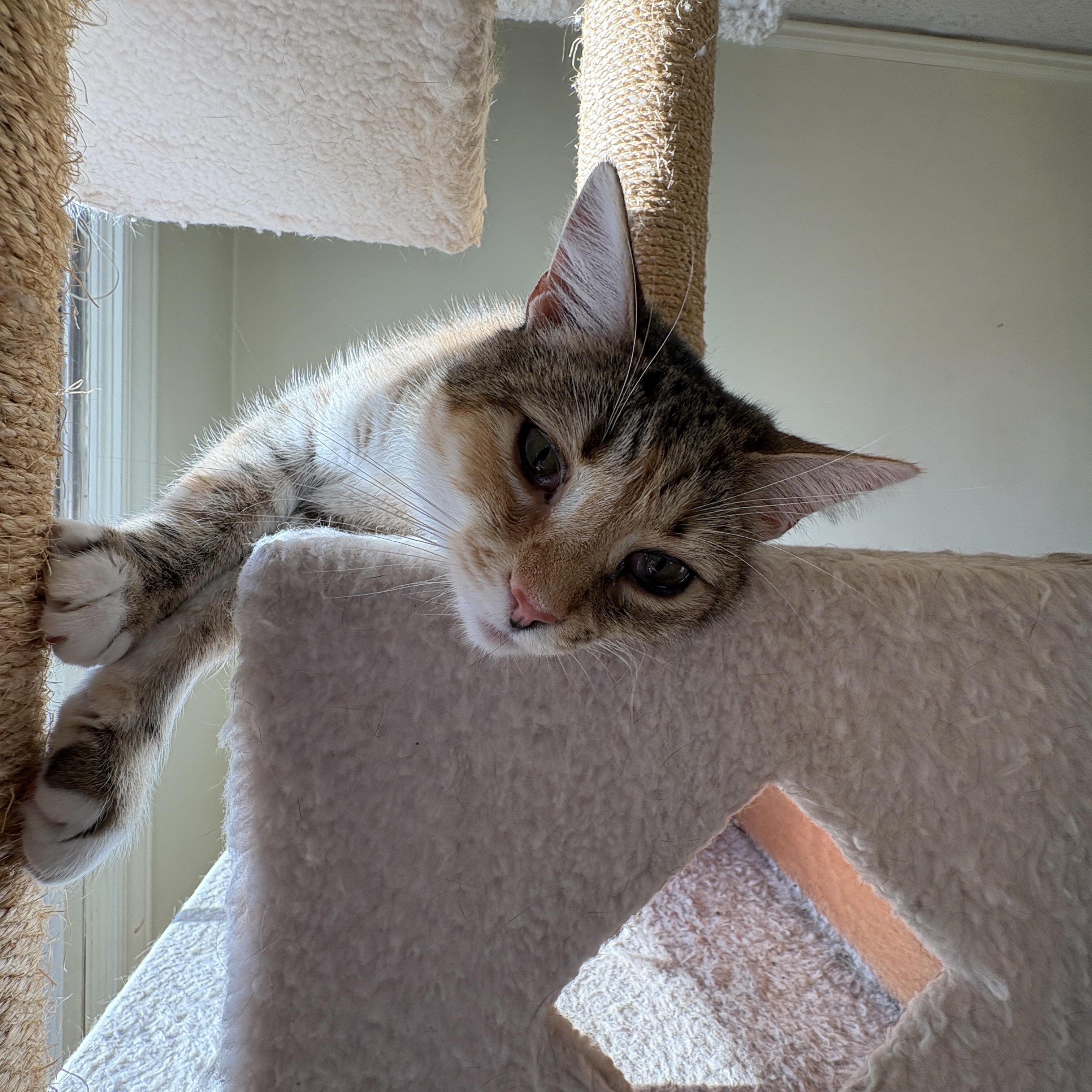 Enlarge Priscilla, a Adoptable Domestic Short Hair in New York City, NY image 2/5