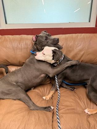 Winston — thumbnail 2