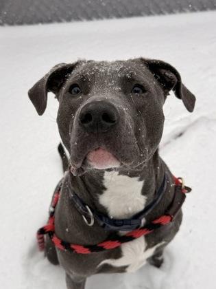 Winston — thumbnail 3