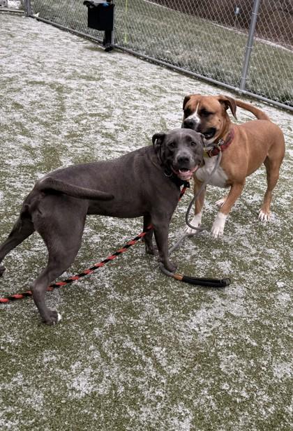 Winston — thumbnail 4