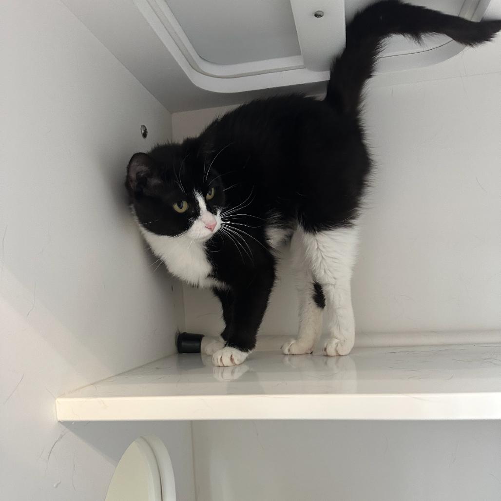 Fandango, a Adoptable Domestic Short Hair in Greensboro, NC image 1/4