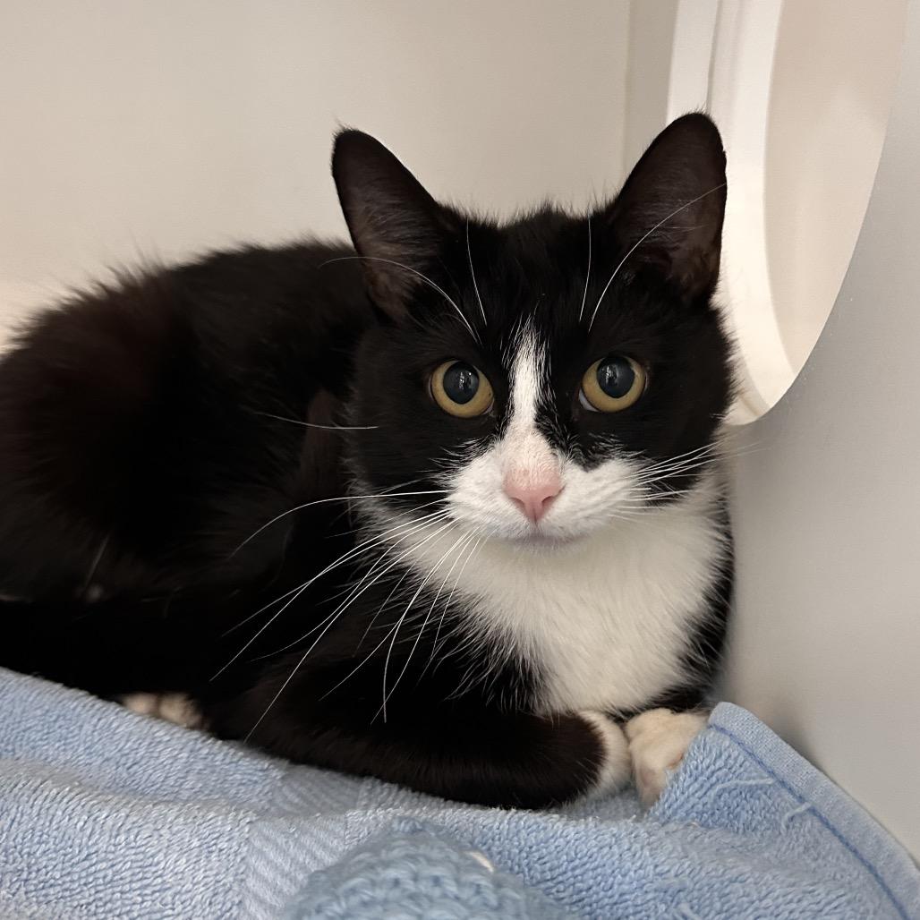 Fandango, a Adoptable Domestic Short Hair in Greensboro, NC image 2/4
