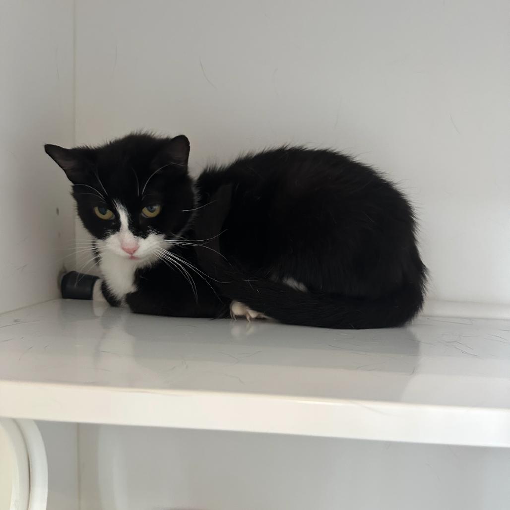 Fandango, a Adoptable Domestic Short Hair in Greensboro, NC image 3/4
