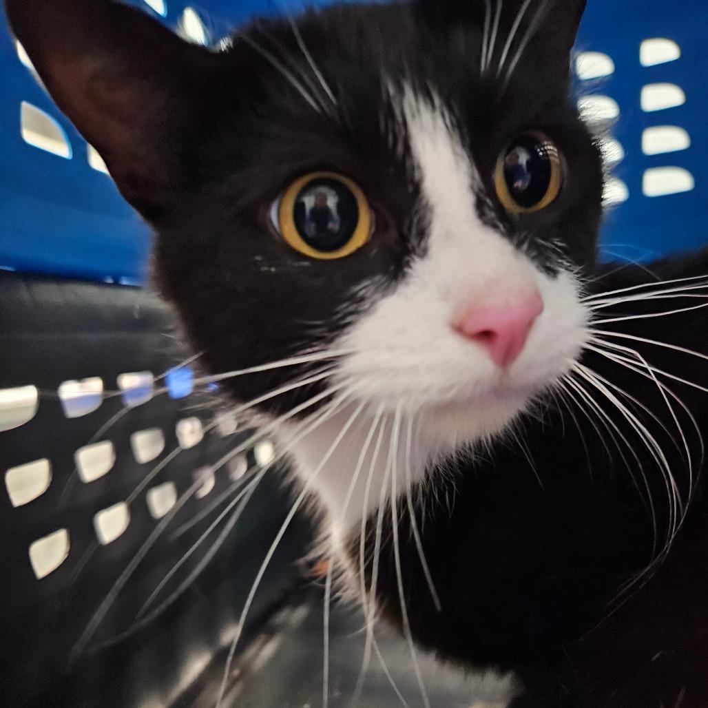Fandango, a Adoptable Domestic Short Hair in Greensboro, NC image 4/4