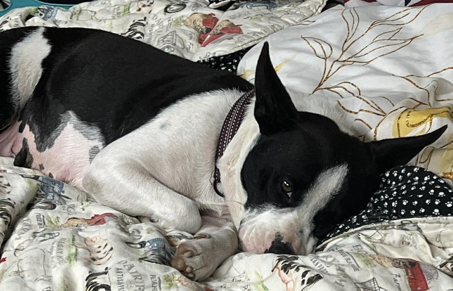 Enlarge Sally, an adopted mixed breed in Brooks, ME image 3/3