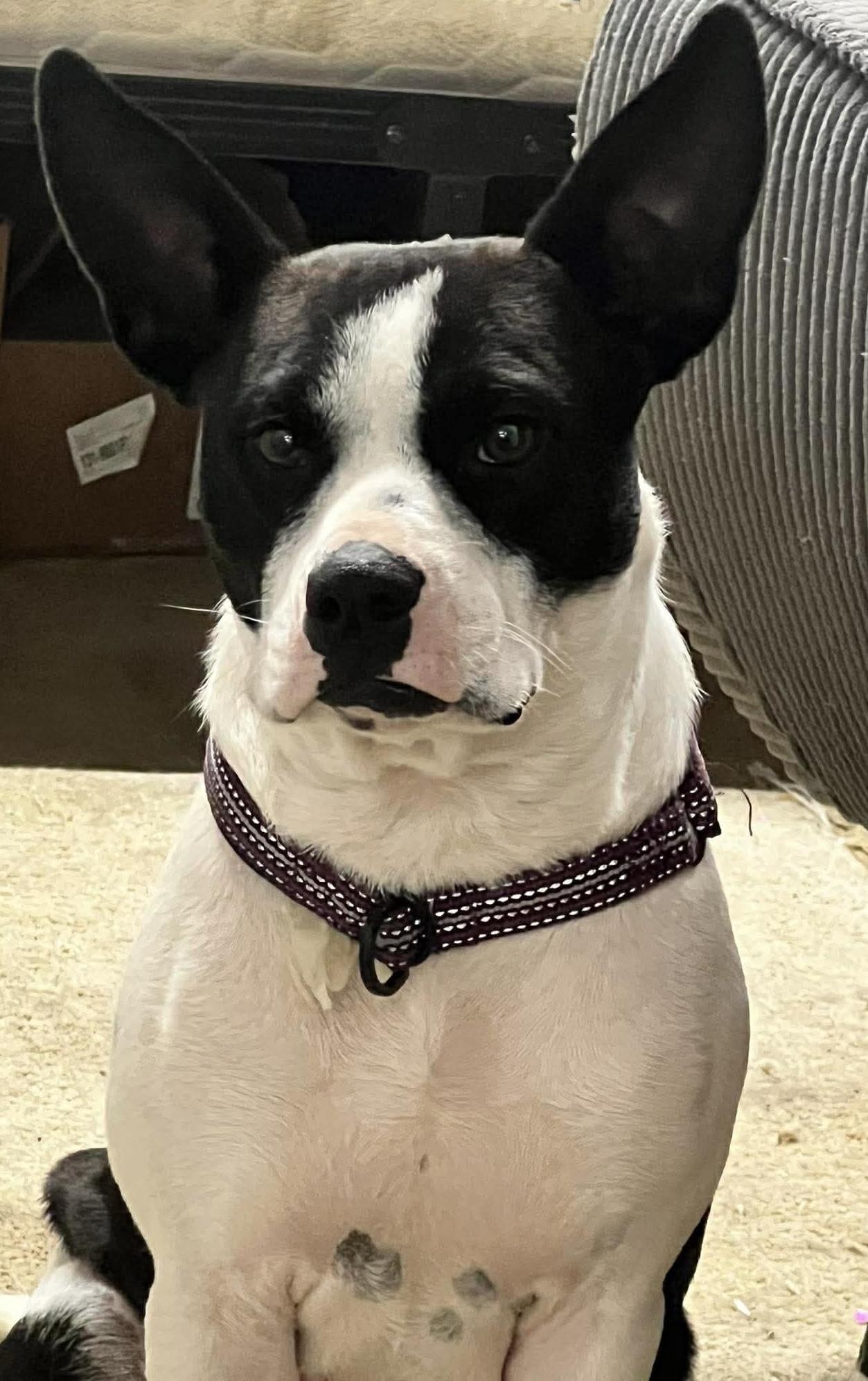 Sally, adopted, Adult Female Boston Terrier.