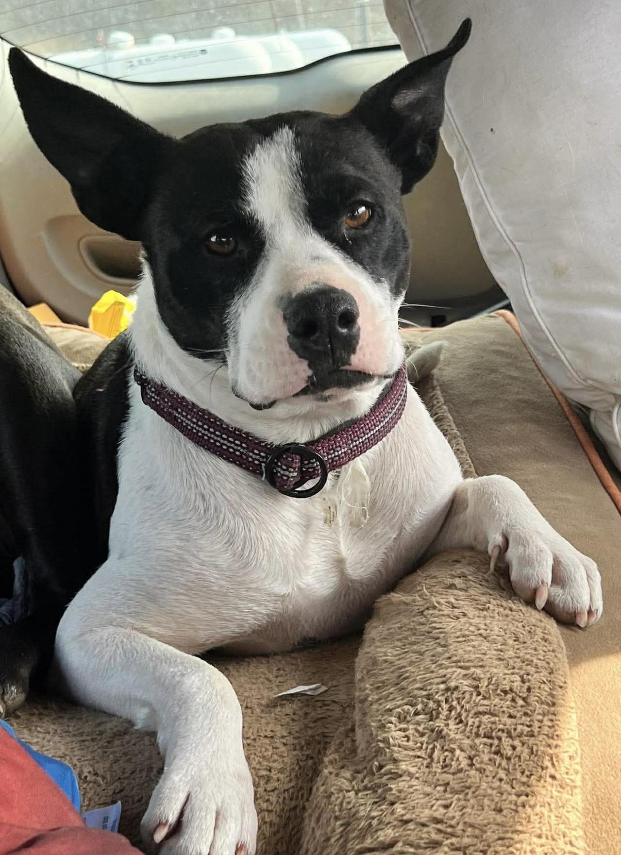 Enlarge Sally, an adopted mixed breed in Brooks, ME image 2/3