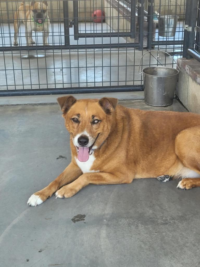 Enlarge Sandy Cheeks, a Adoptable Mixed Breed in Ocala, FL image 1/3