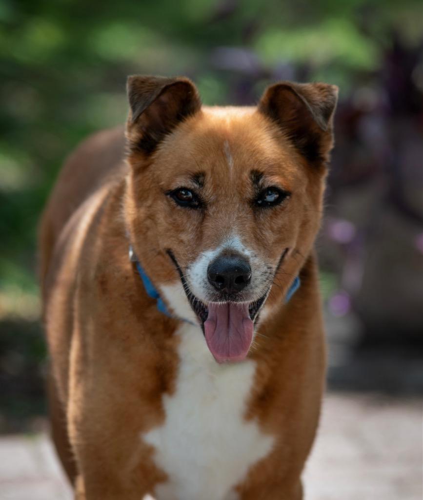 Enlarge Sandy Cheeks, a Adoptable Mixed Breed in Ocala, FL image 2/3