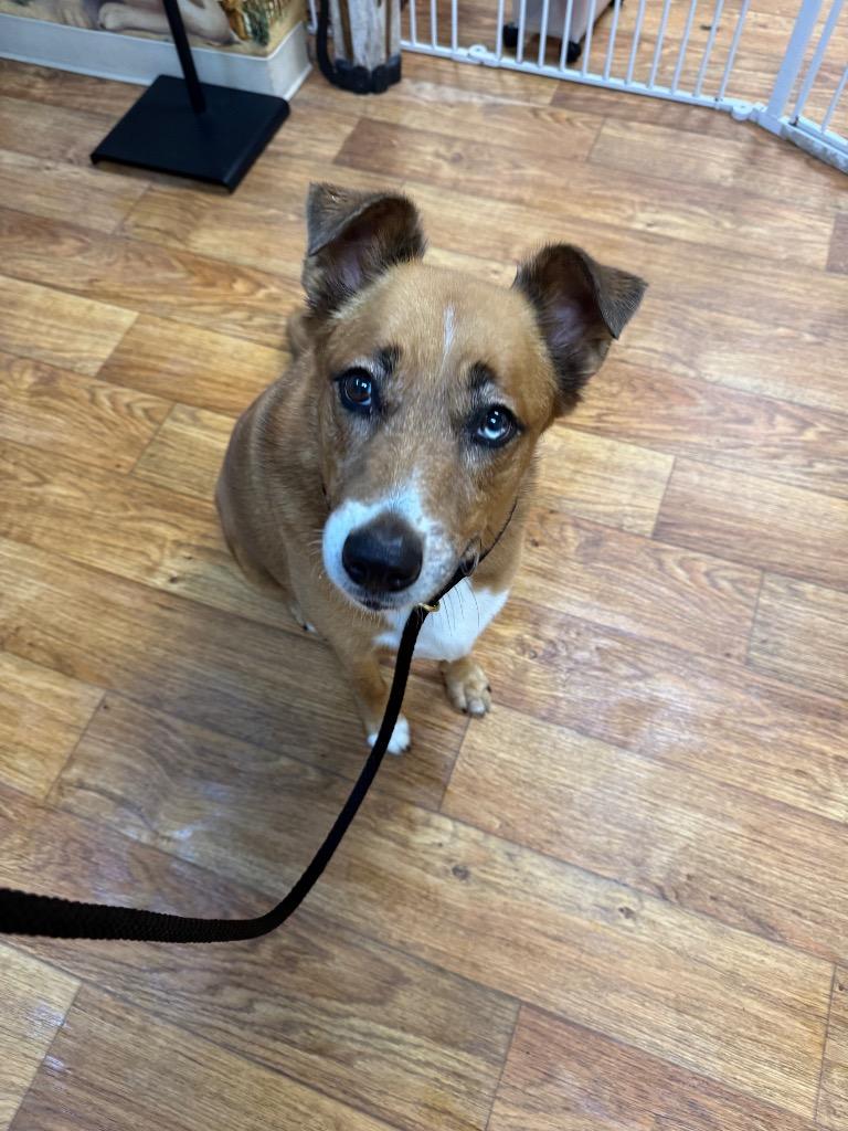 Enlarge Sandy Cheeks, a Adoptable Mixed Breed in Ocala, FL image 3/3