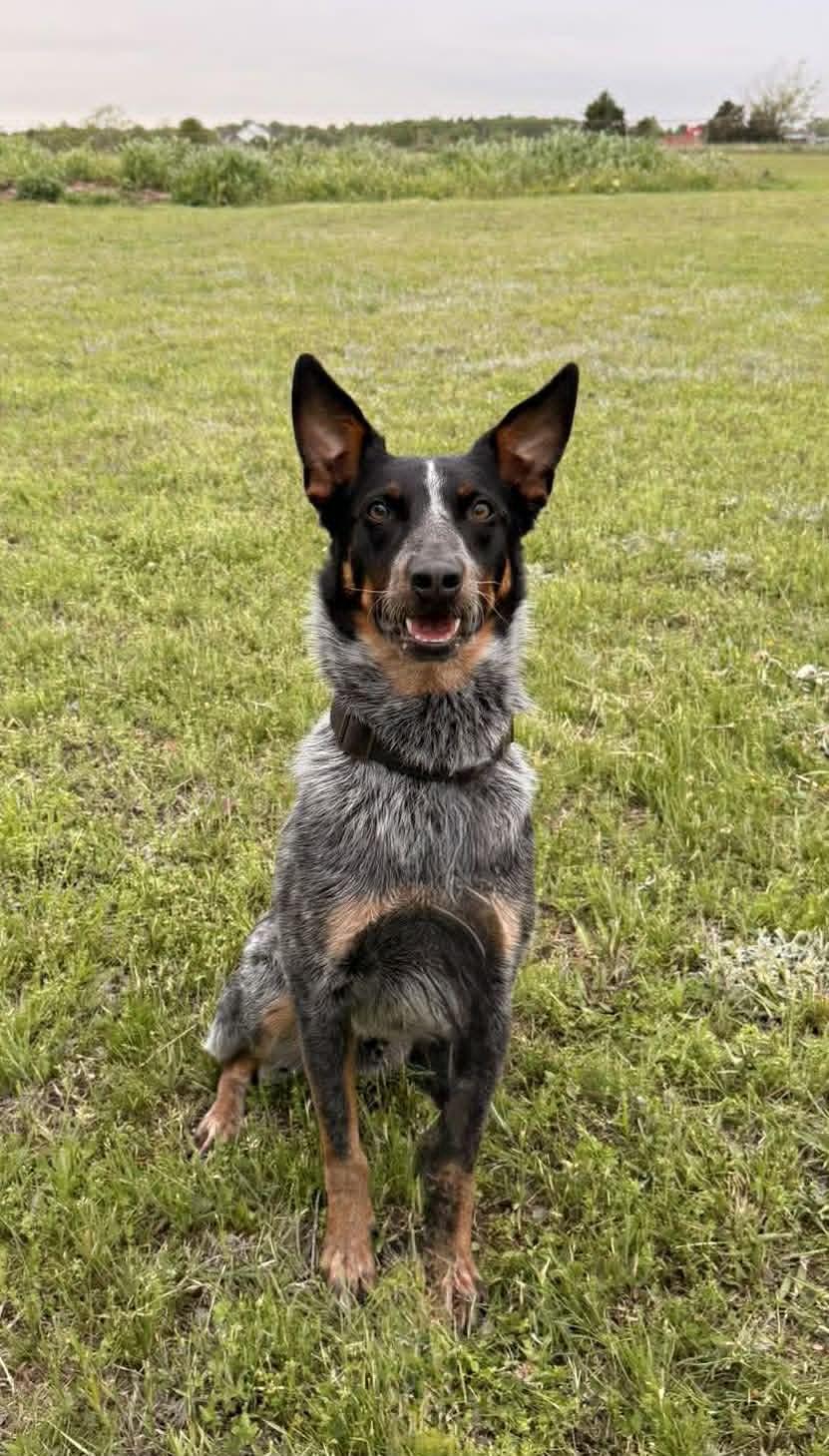 Coop, ADOPTABLE, Young Male Australian Cattle Dog / Blue Heeler.