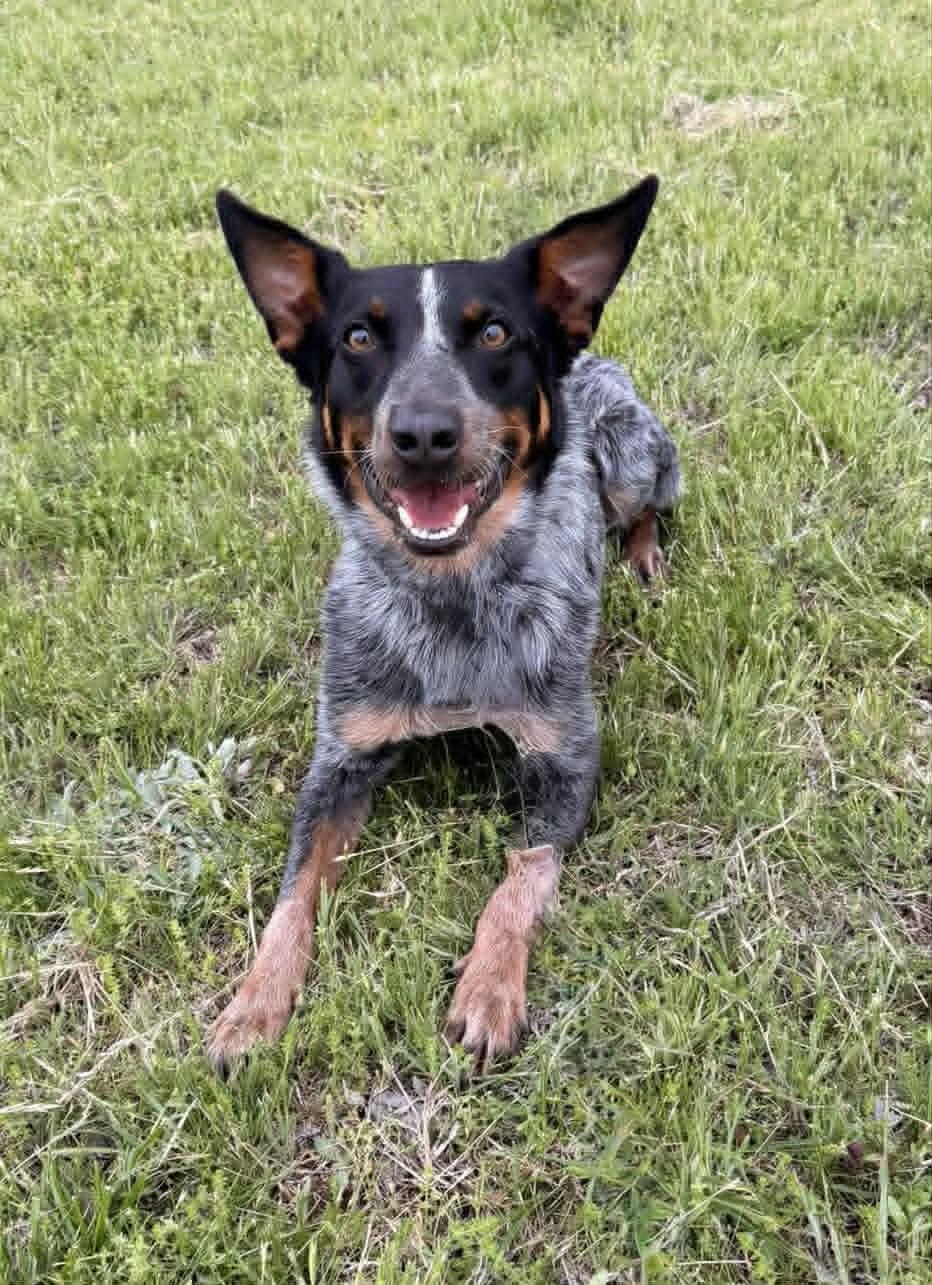 Enlarge Coop, a ADOPTABLE Australian Cattle Dog / Blue Heeler in Oklahoma City, OK image 2/2