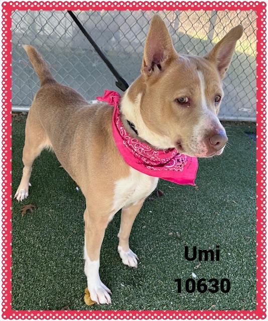 Enlarge UMI, a ADOPTABLE mixed breed in Marietta, GA image 5/6