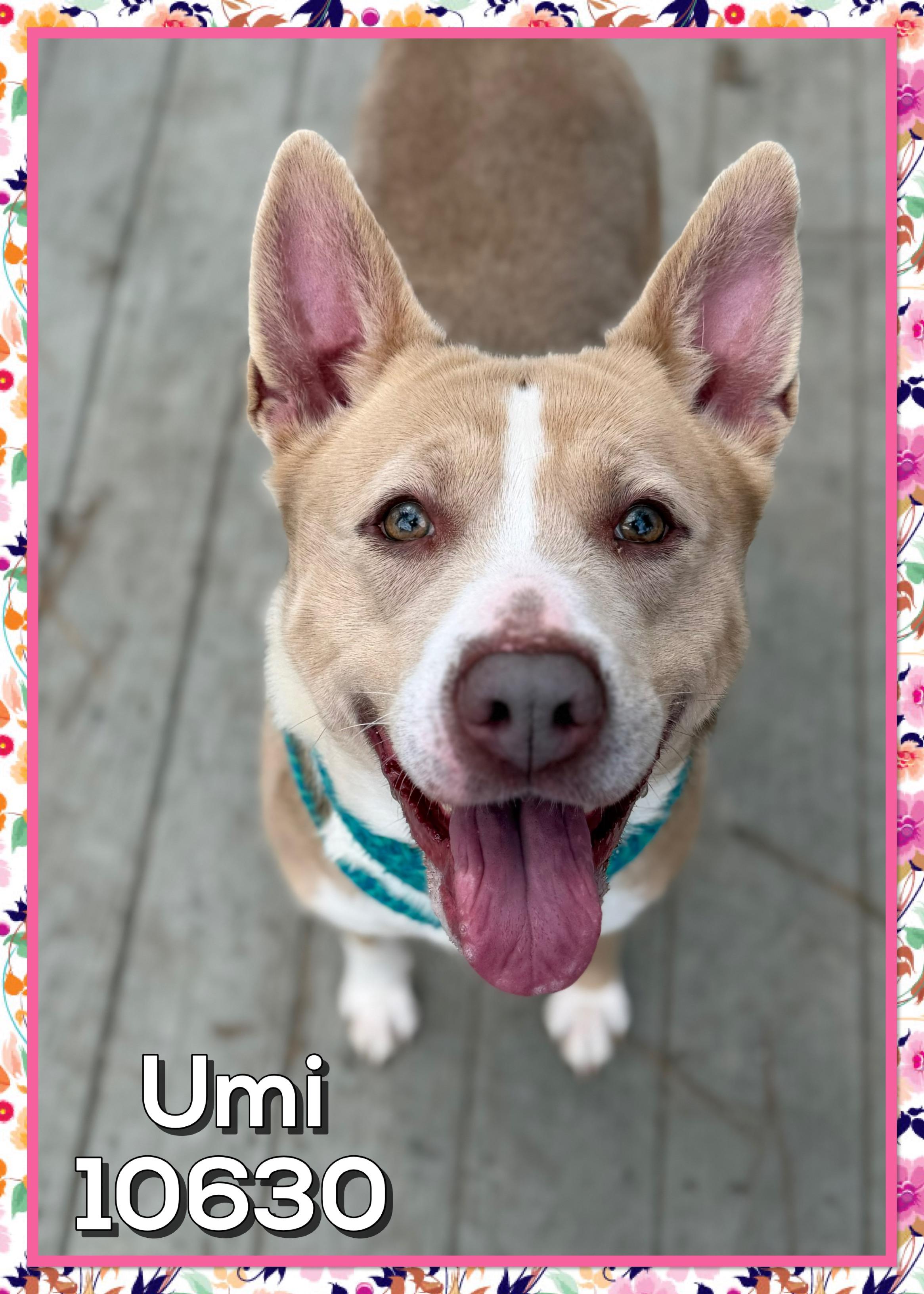 Enlarge UMI, a ADOPTABLE mixed breed in Marietta, GA image 2/6