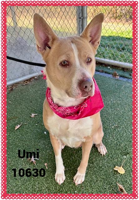 Enlarge UMI, a ADOPTABLE mixed breed in Marietta, GA image 6/6