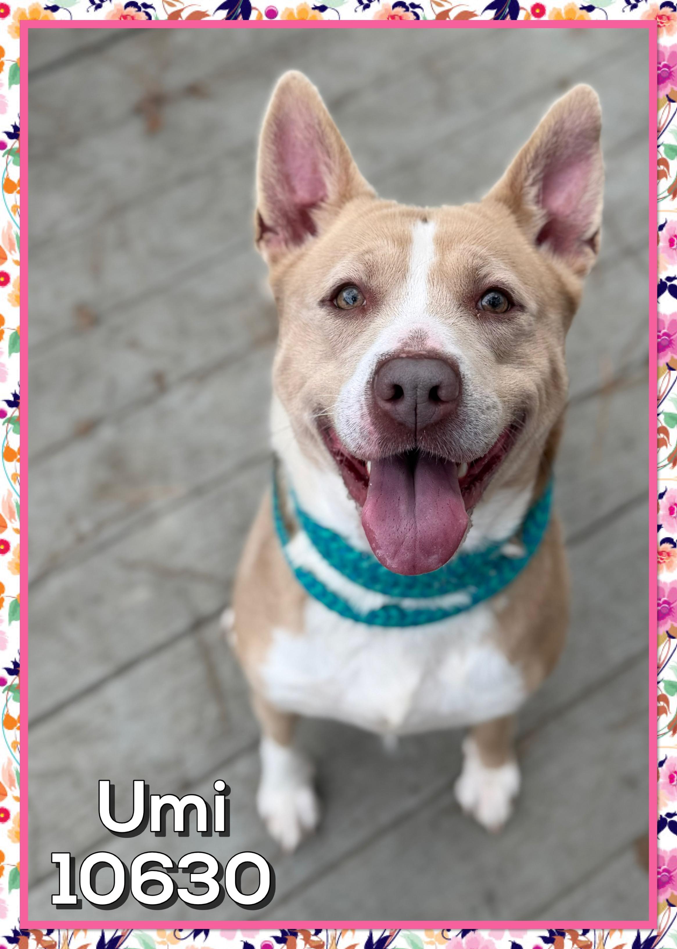 Enlarge UMI, a ADOPTABLE mixed breed in Marietta, GA image 1/6