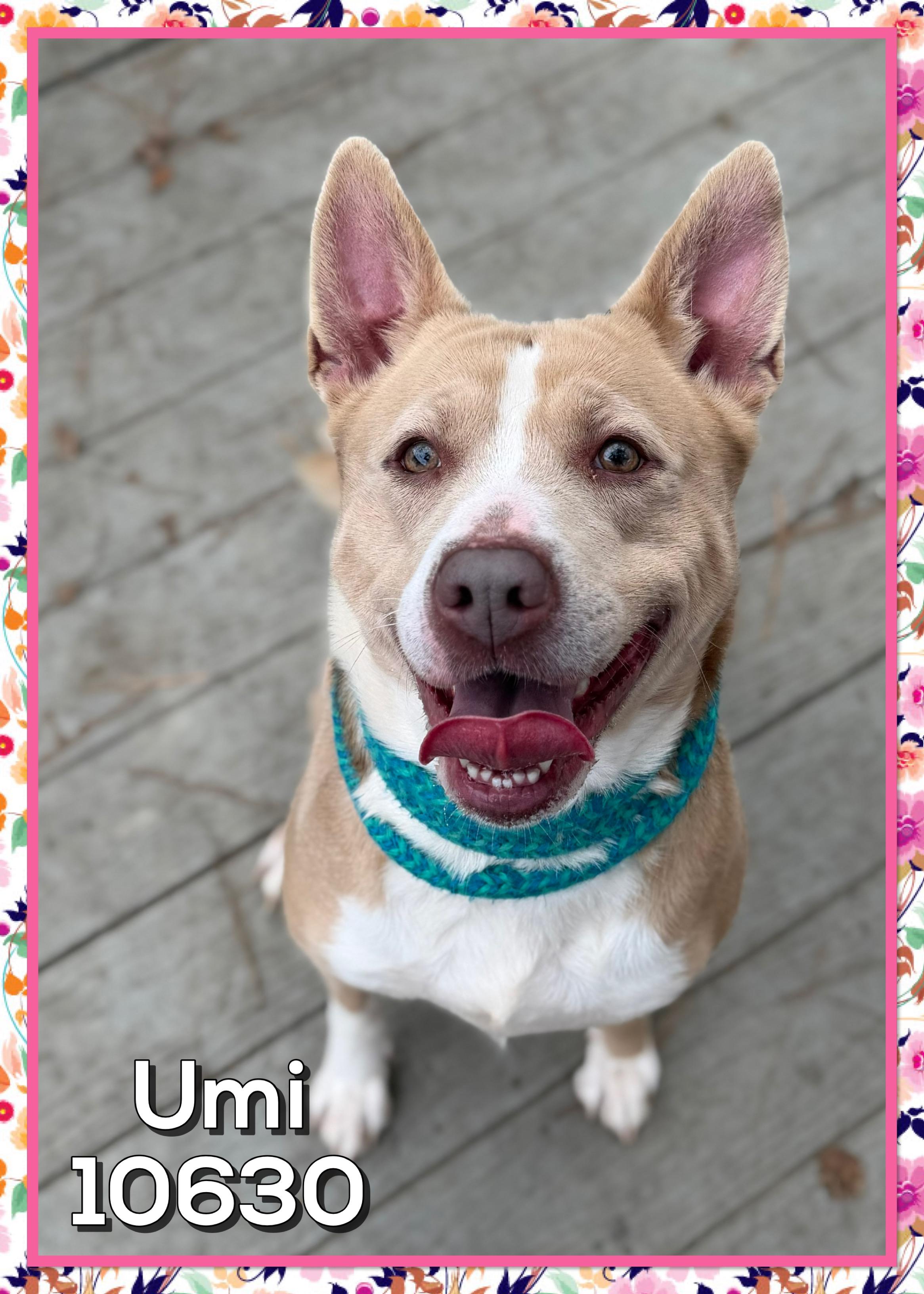 Enlarge UMI, a ADOPTABLE mixed breed in Marietta, GA image 3/6