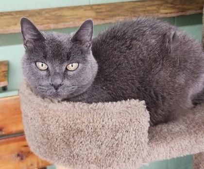 Cake the Cat, Adoptable, Adult Female Domestic Short Hair.