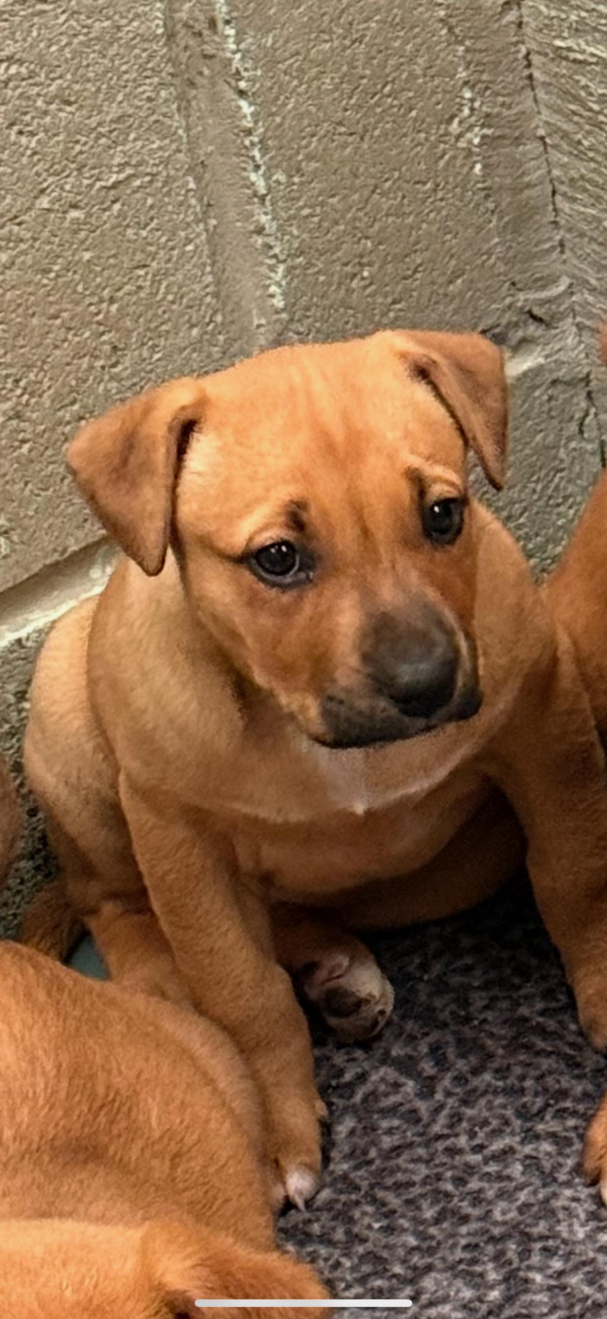 Enlarge Lela, a ADOPTABLE mixed breed in Vicksburg, MS image 1/1