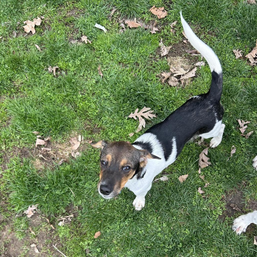 Enlarge Catskill, a Adoptable mixed breed in St. Charles, IL image 5/6