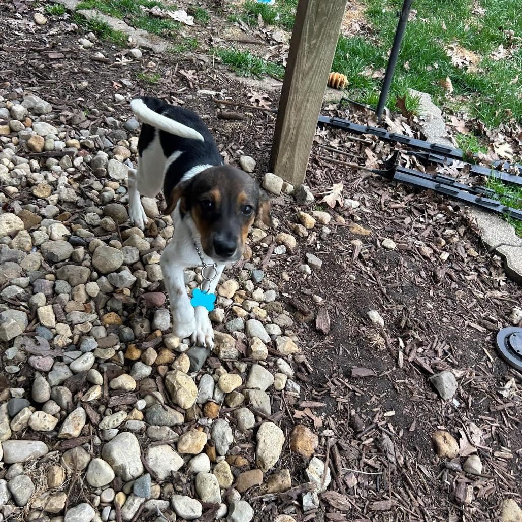 Enlarge Catskill, a Adoptable mixed breed in St. Charles, IL image 6/6
