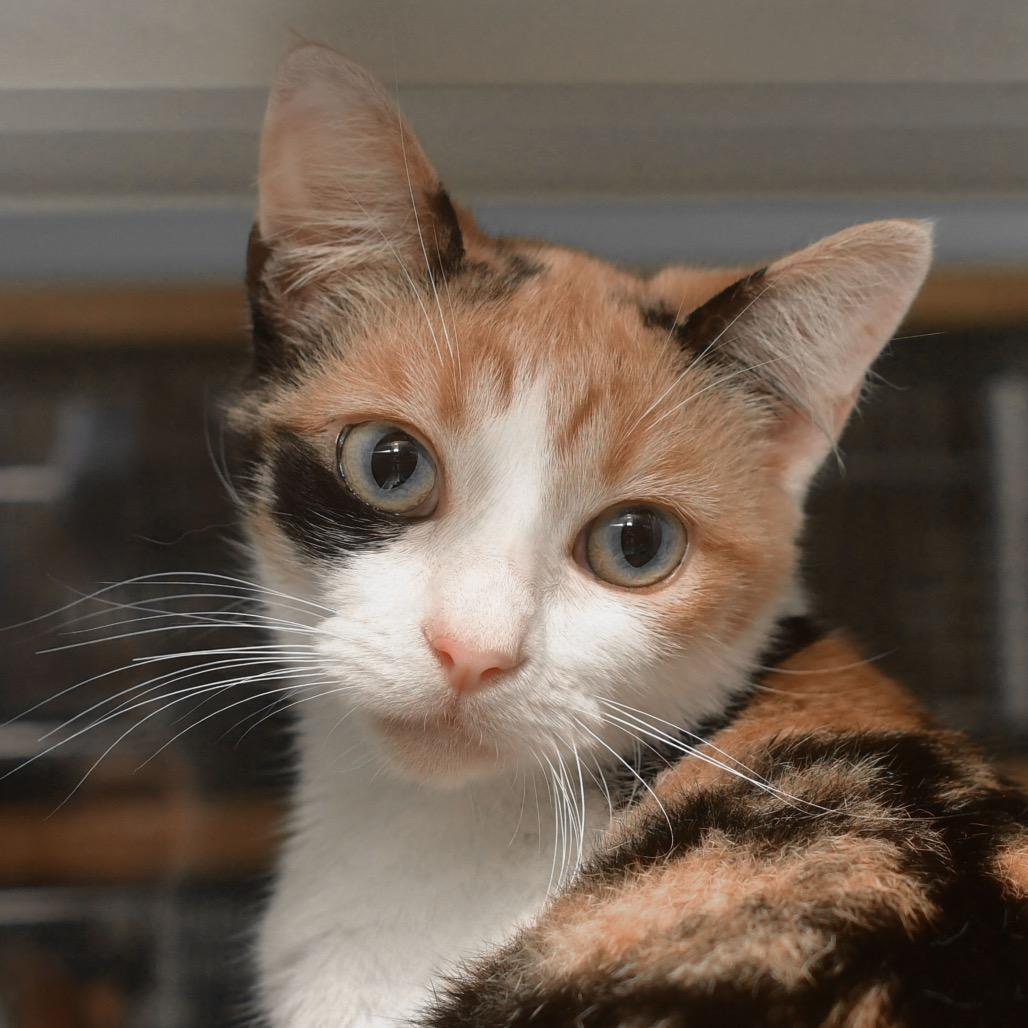 Agatha, Adoptable, Adult Female Domestic Short Hair.