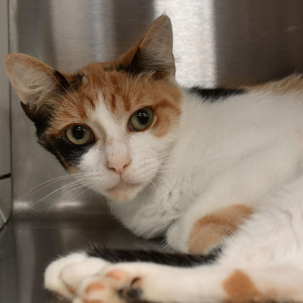 Agatha, Adoptable, Adult Female Domestic Short Hair.