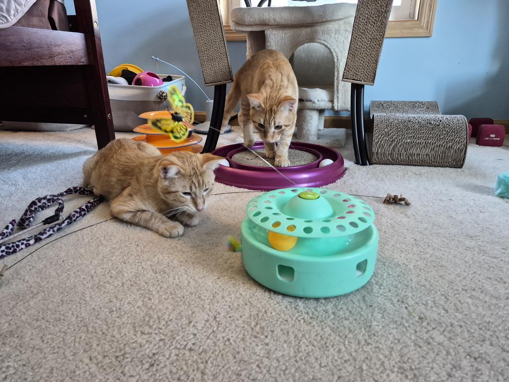 Case, Adoptable, Young Male Domestic Short Hair.