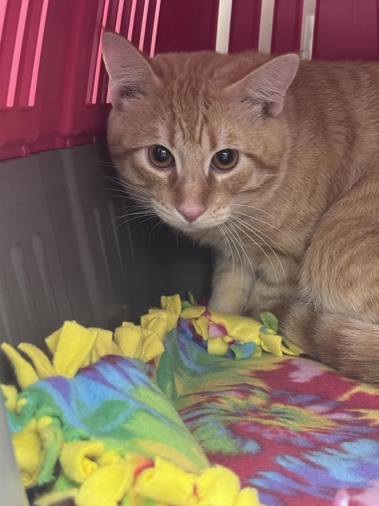 Case, a Adoptable mixed breed in Saint Paul, MN image 2/3