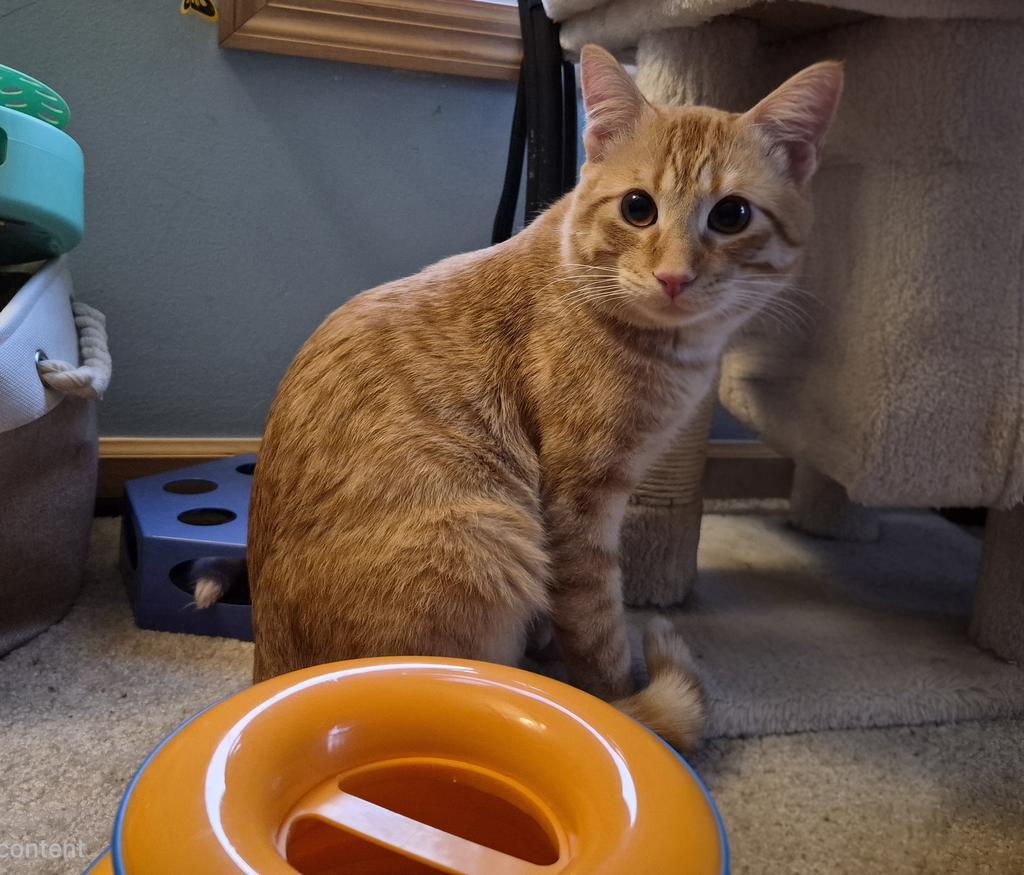 Enlarge Case, a Adoptable mixed breed in Saint Paul, MN image 2/6