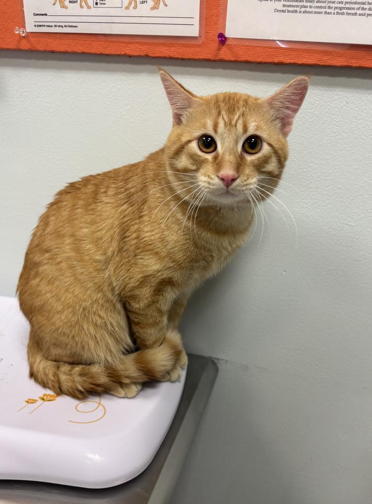Enlarge Case, a Adoptable mixed breed in Saint Paul, MN image 5/6