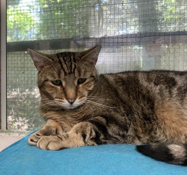 Dora, Adoptable, Adult Female Domestic Short Hair.